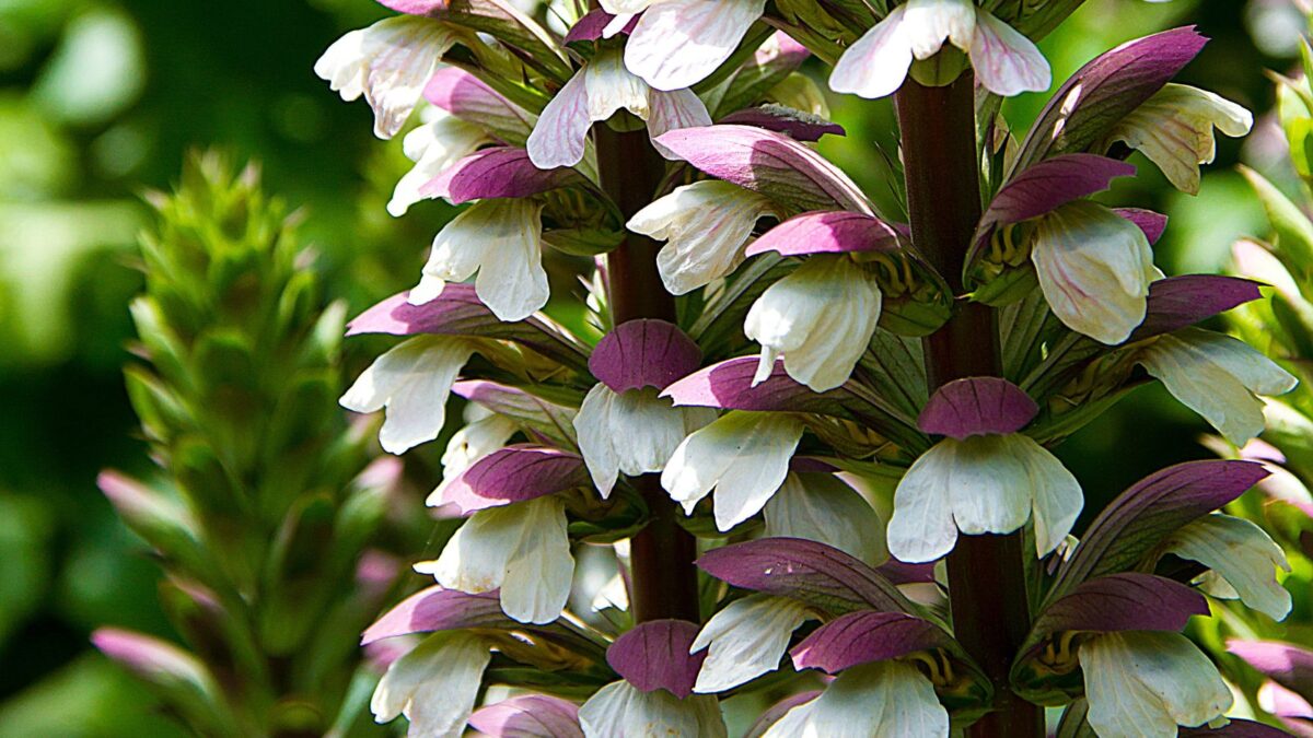 Bear's Breeches, Acanthus mollis, 5 Perennial Seeds (ILR) - Fresh Seeds bear's breeches flowers.