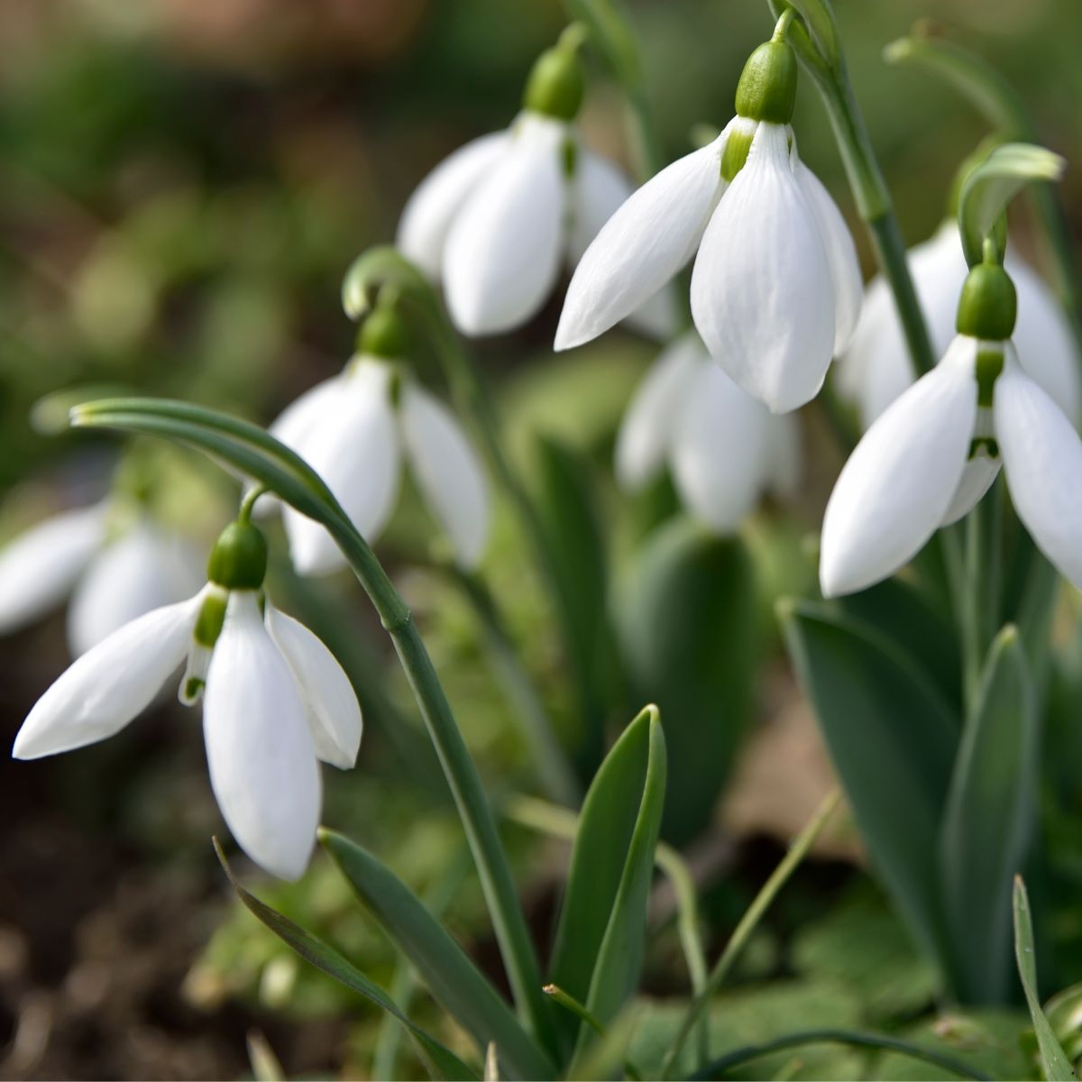 pure white snowdrops in bloom. 