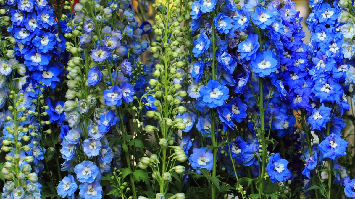 blue delphinium flowers.