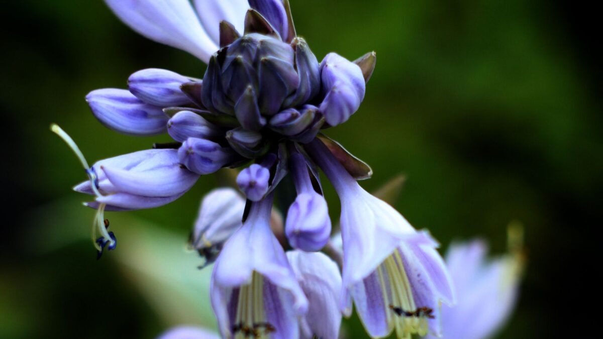 blue hosta flowers.