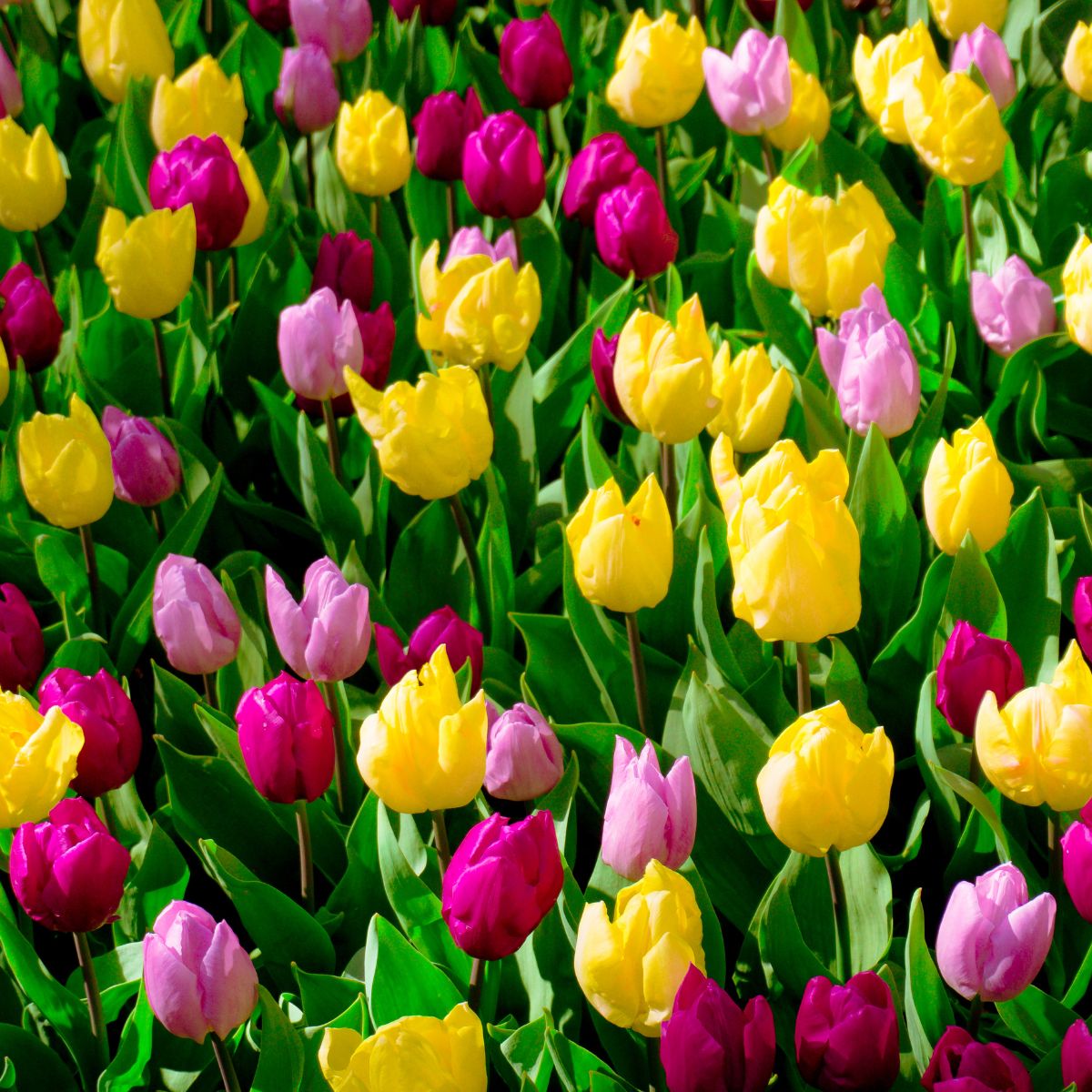 a mass of brightly colored tulips: red, pink, and yellow.