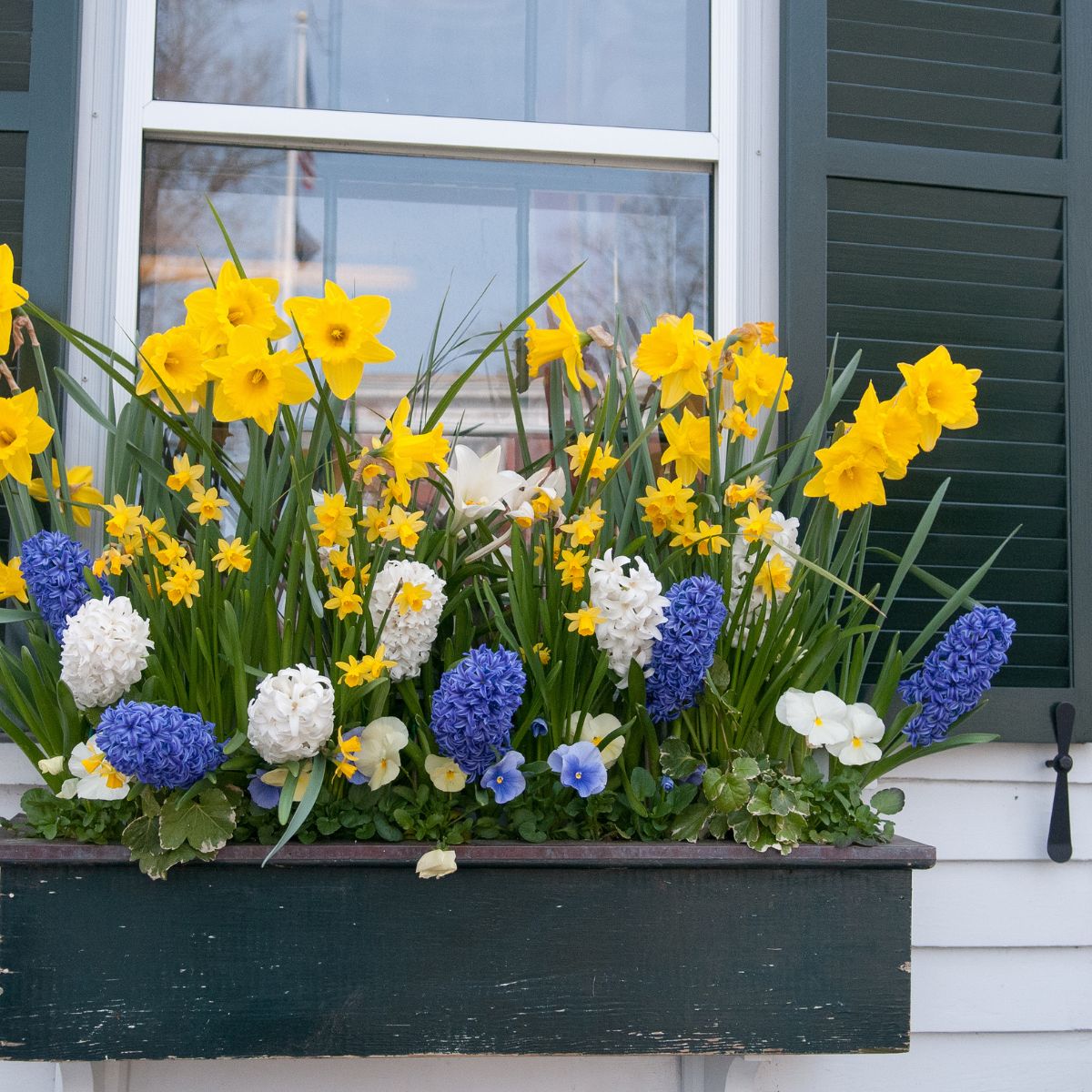 cheery spring window box filled with yellow daffodils, white and purple hyacinths, and white and pale blue pansies. 