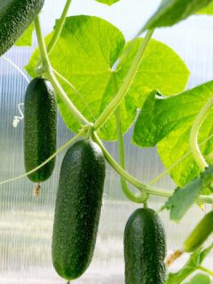 small cucumbers hanging on the vine.