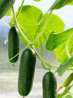 small cucumbers hanging on the vine.
