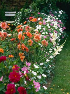 a colorful border of dahlia, gladiolus and other flowers.