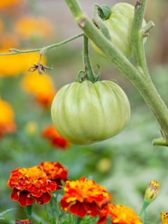 a green tomato on the vine and marigold flowers in front of it.