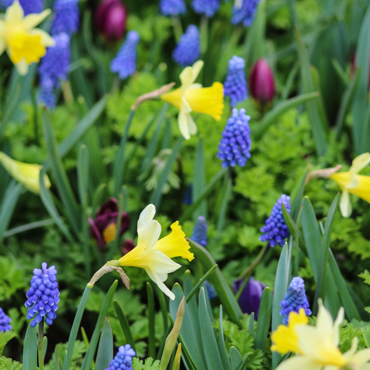 yellow daffodils mixed with grape hyacinth and burgundy-colored tulips.