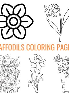 a collage of daffodils coloring pages.