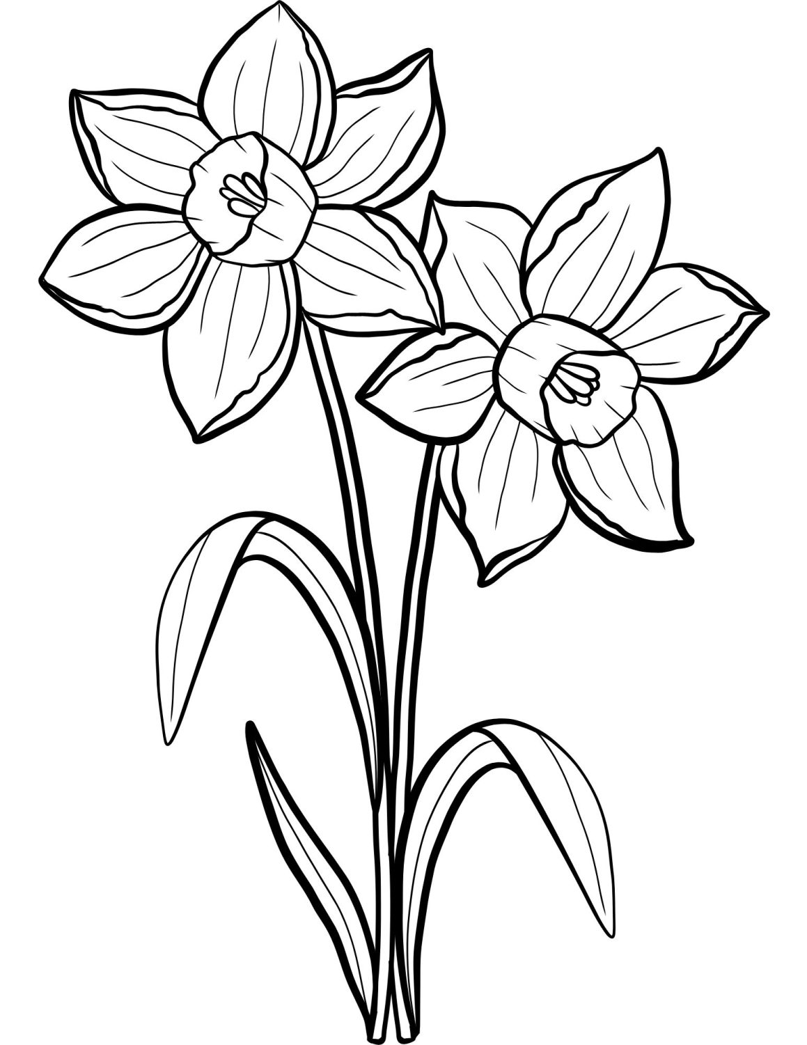 daffodils to color for adults