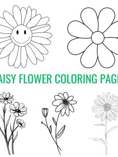 daisy flowers coloring page