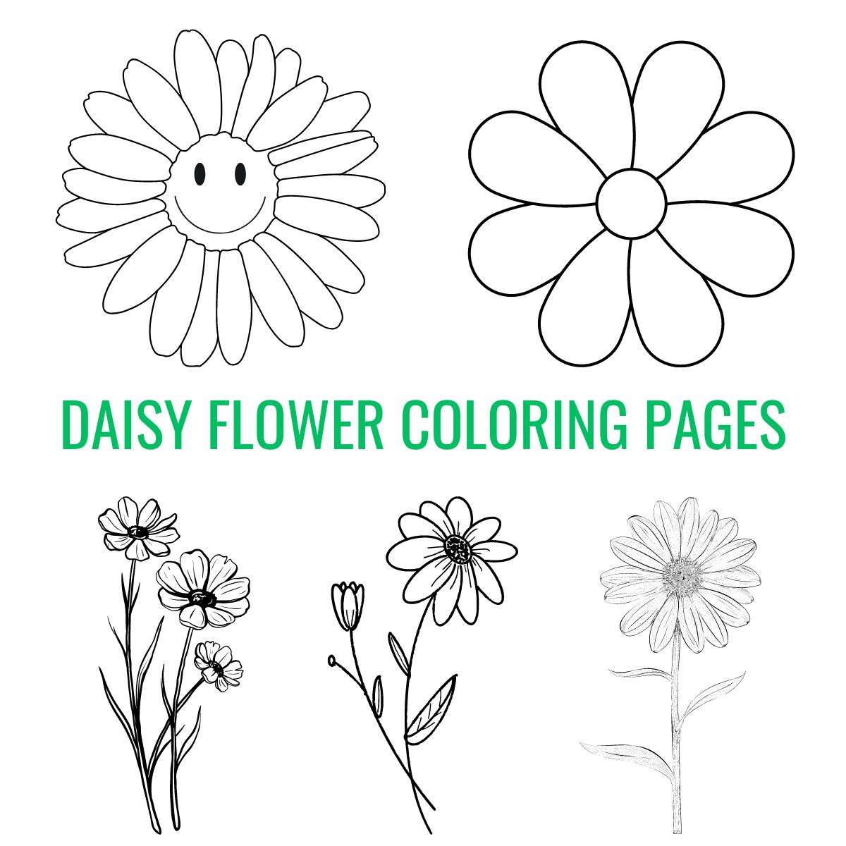daisy flowers coloring page.