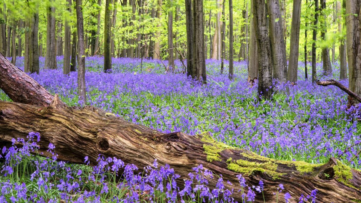 a forest full of English bluebells