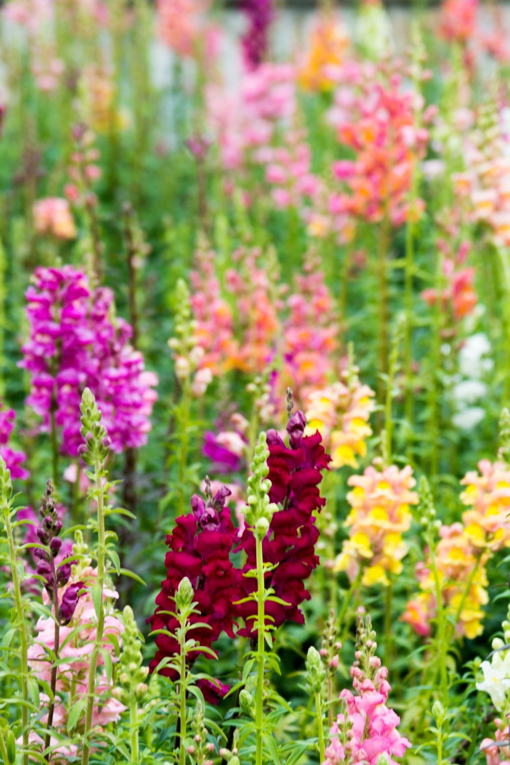 A field of bright colored snapdragon flowers. 