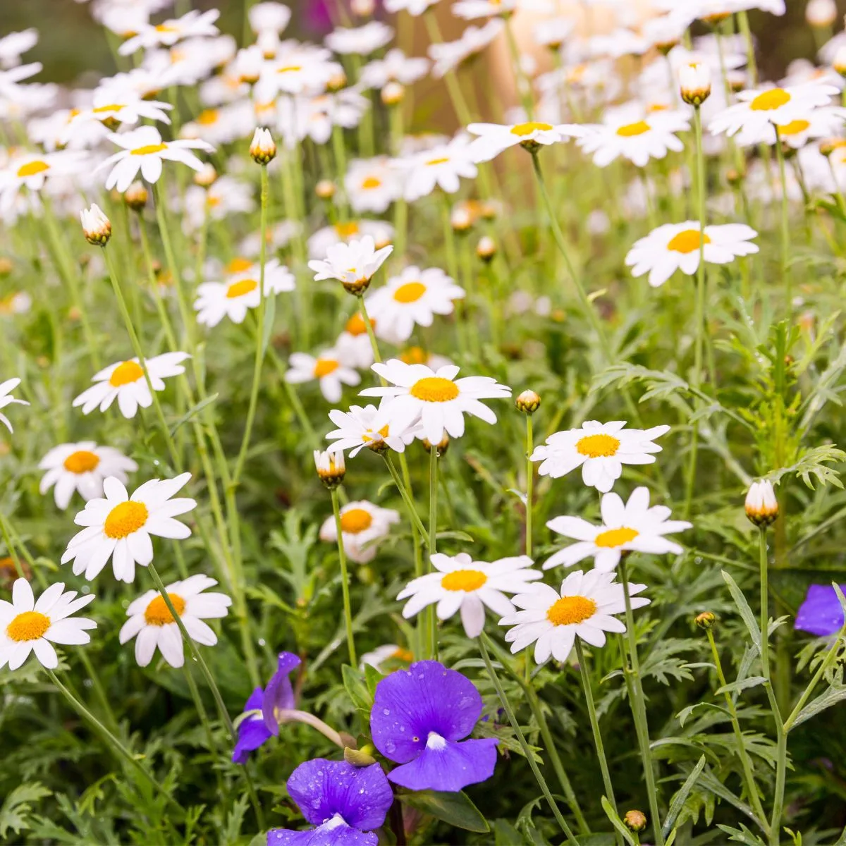 a field of white daisies. 