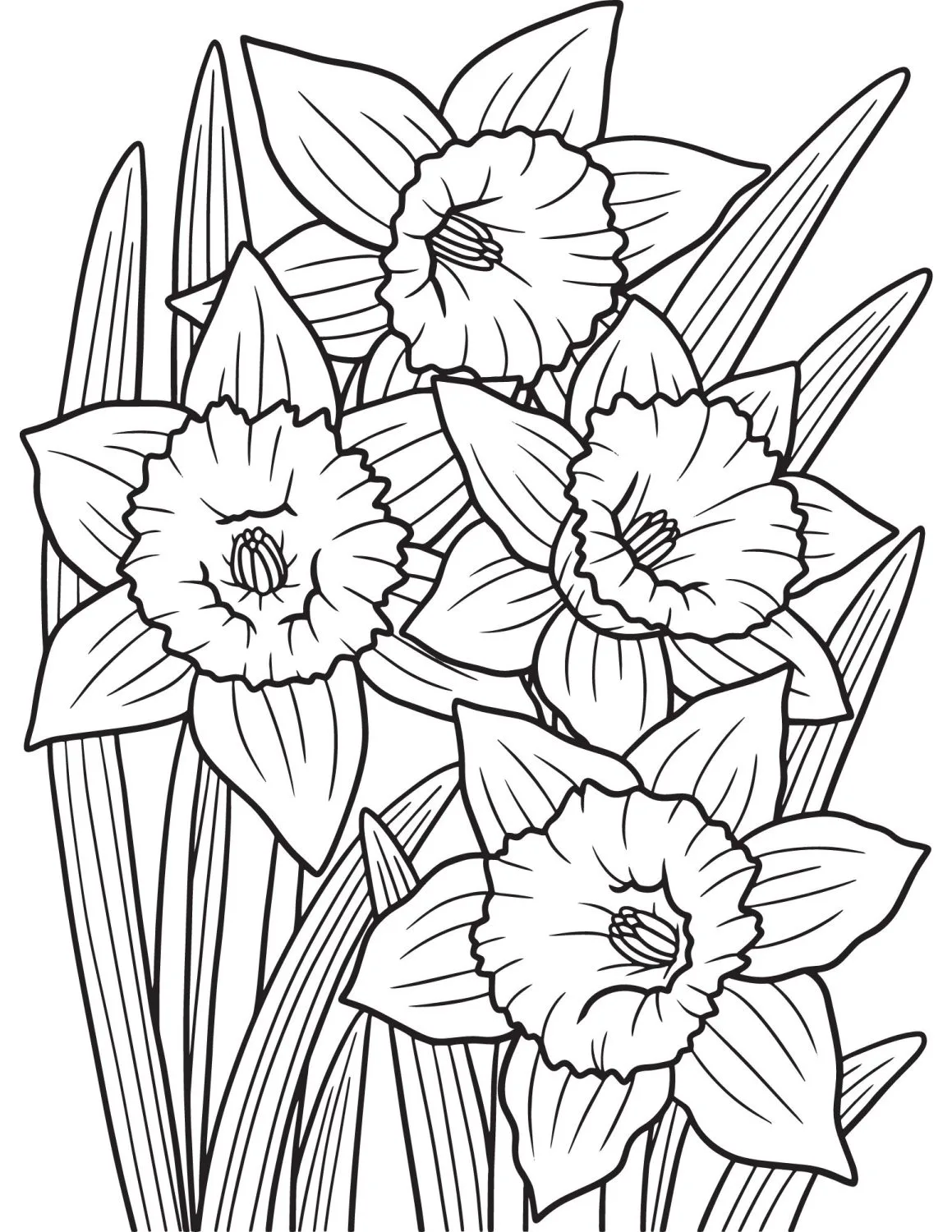 group of narcissus to color
