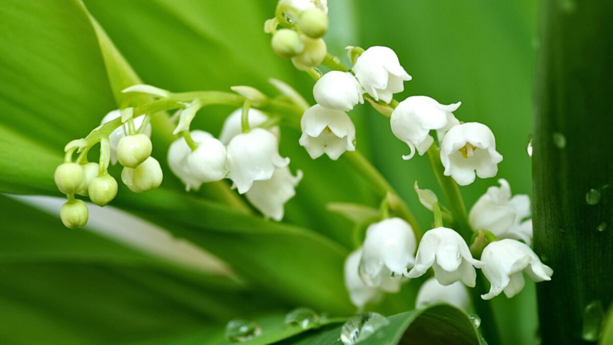 lily of the valley flowers.