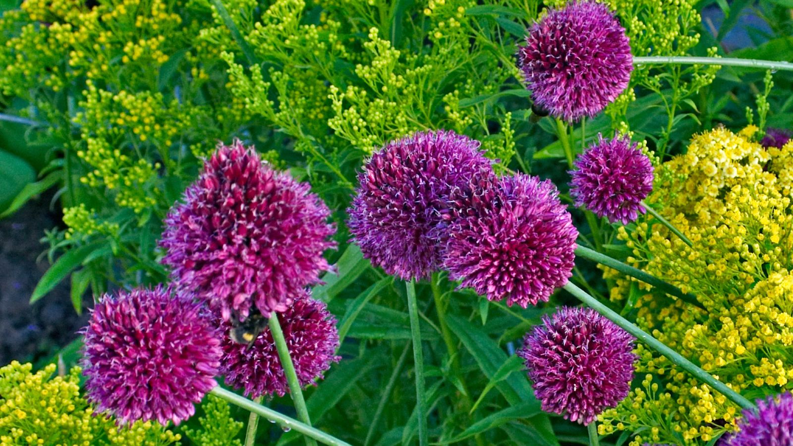 ornamental onion flowers.