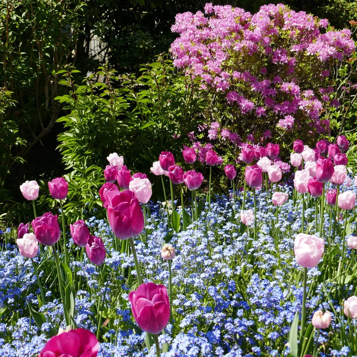pink and blue spring flowers. 