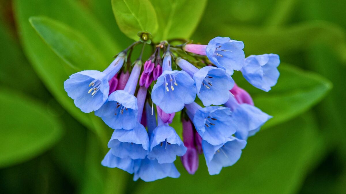 Virginia bluebells.