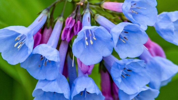 10 Pretty Purple Shade Perennials Every Garden Needs