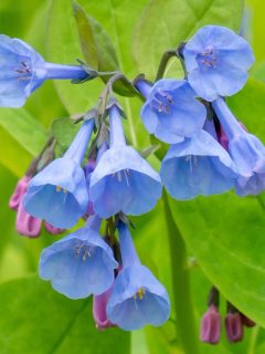 closeup of Virginia bluebell flowers.