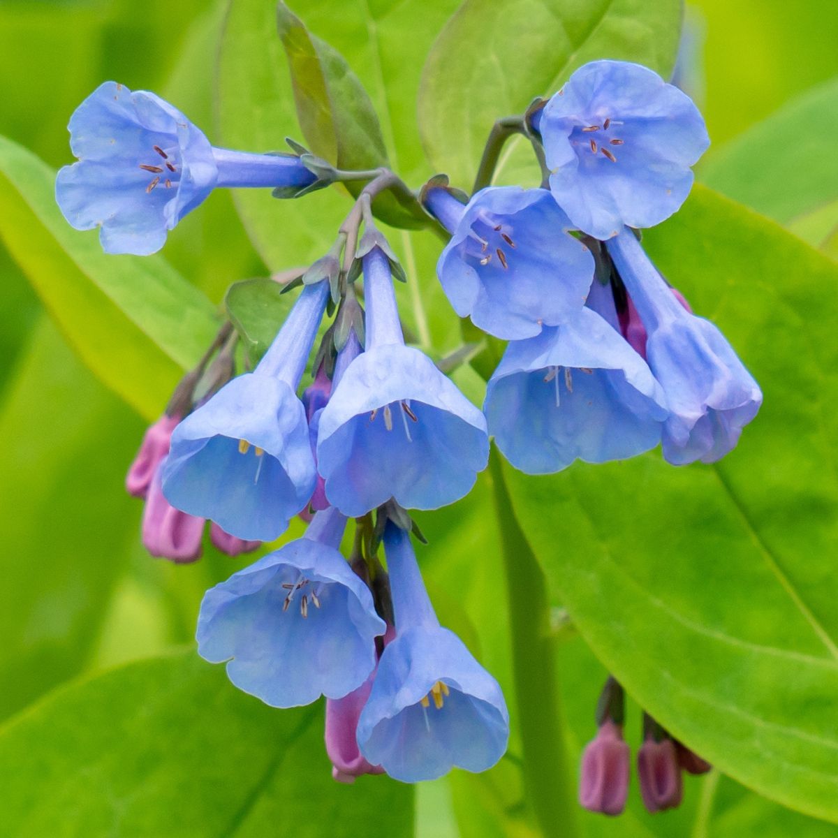 closeup of Virginia bluebell flowers.