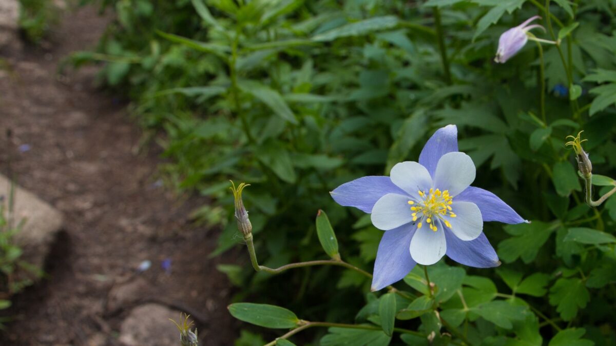 200 Blue Columbine Flower Seeds Aquilegia Caerulea Perennial purple columbine flower.