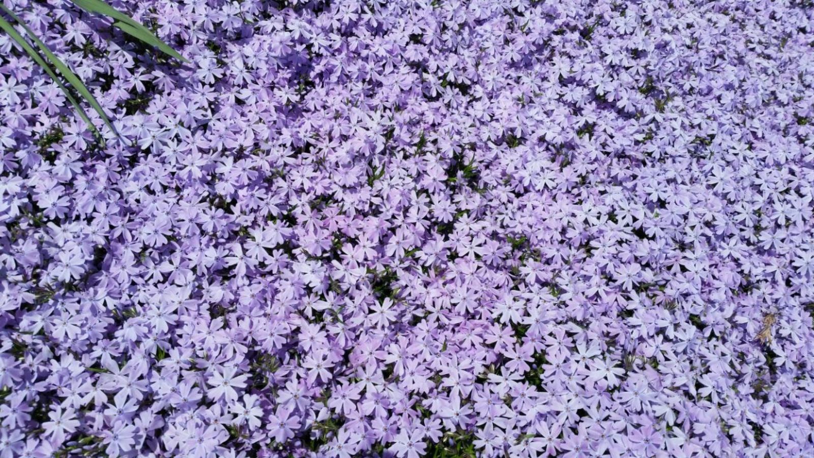 purple creeping phlox flowers.