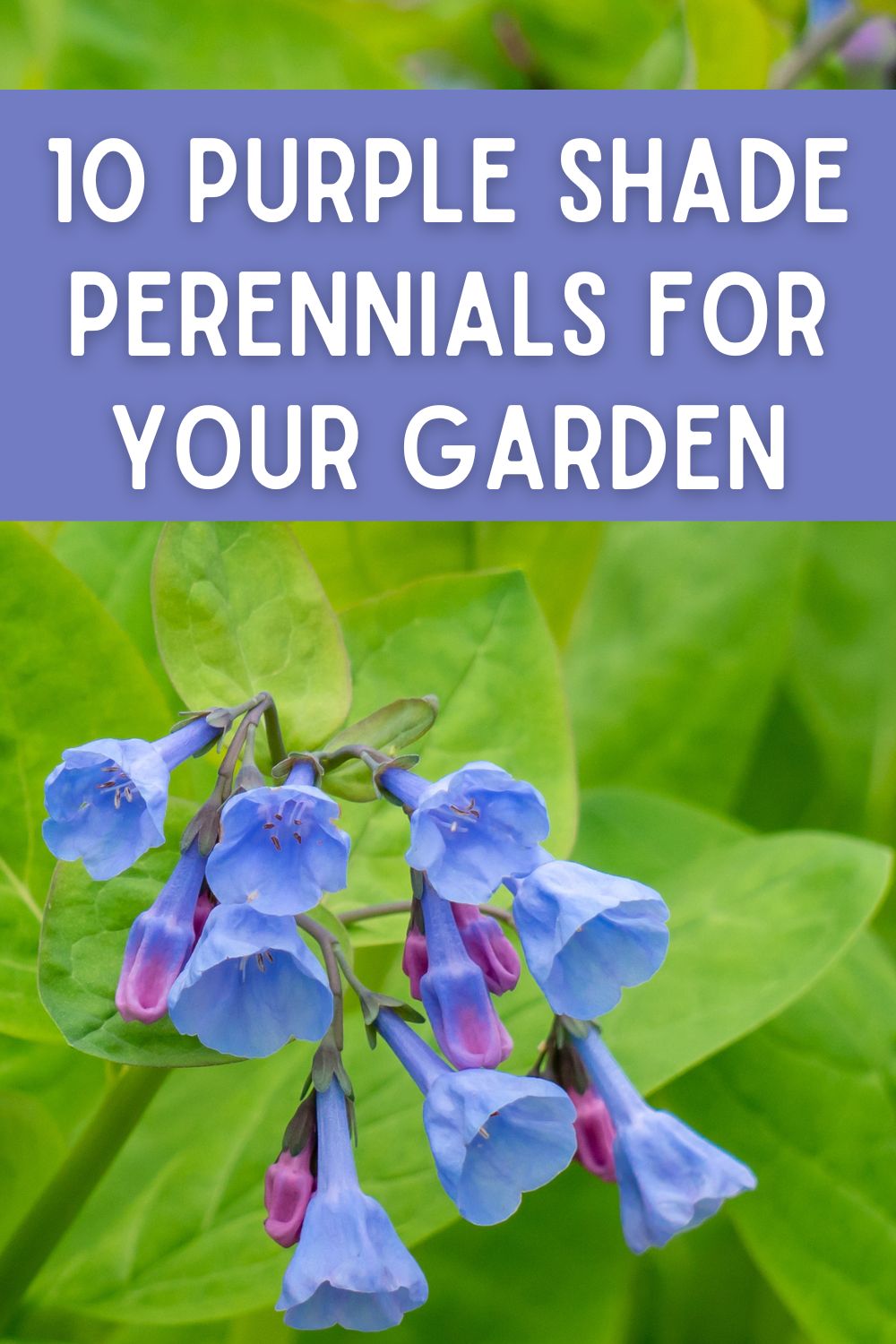 10 purple shade perennials for your garden