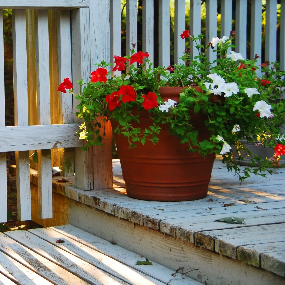 red and white petunias in a ceramic tub sitting on a white weathered porch. 