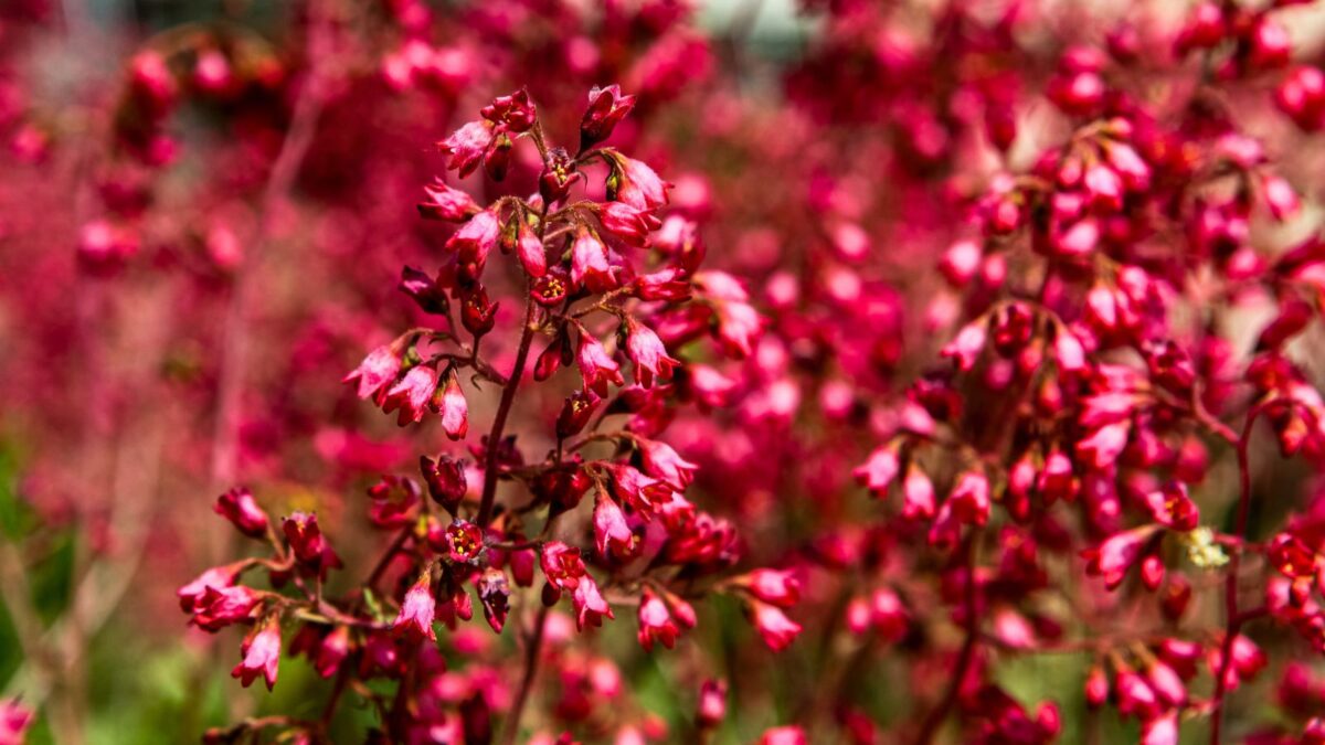 red coral bells flowers.