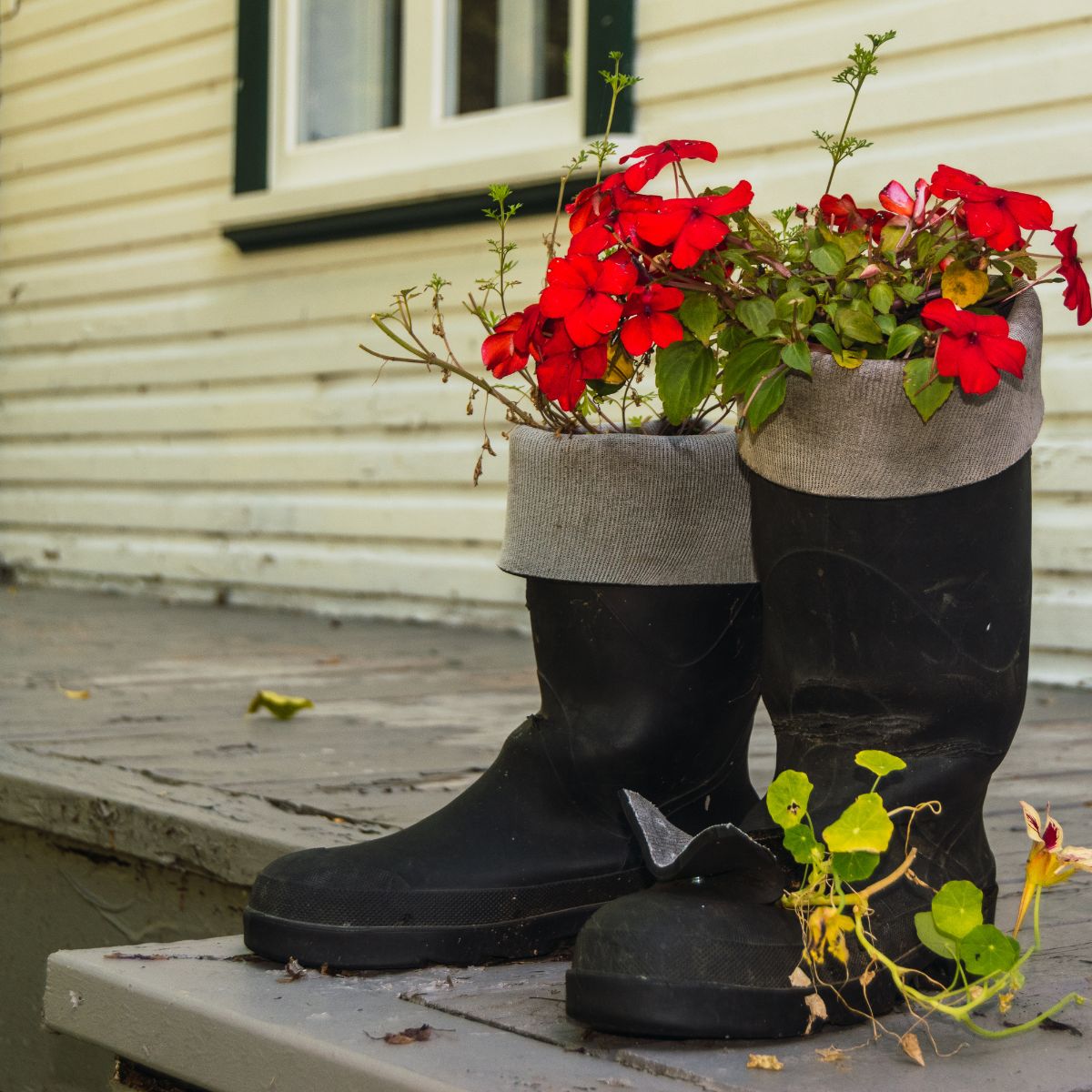 Red flowers potted in a pair of old black boots.
