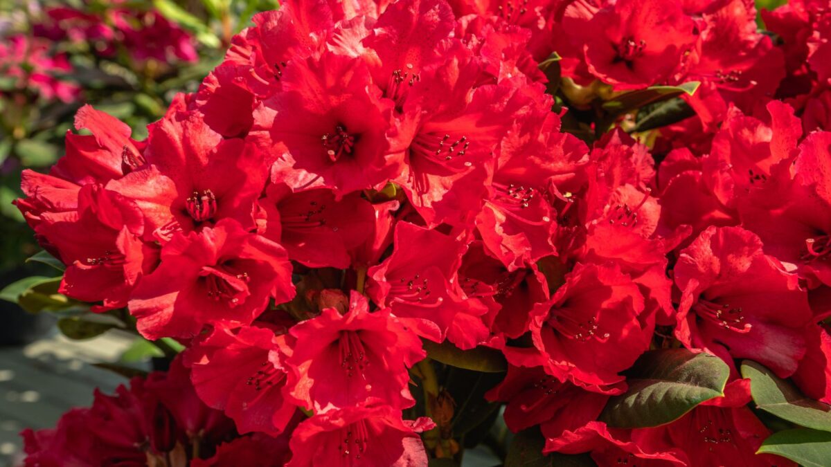 red rhododendron flowers.