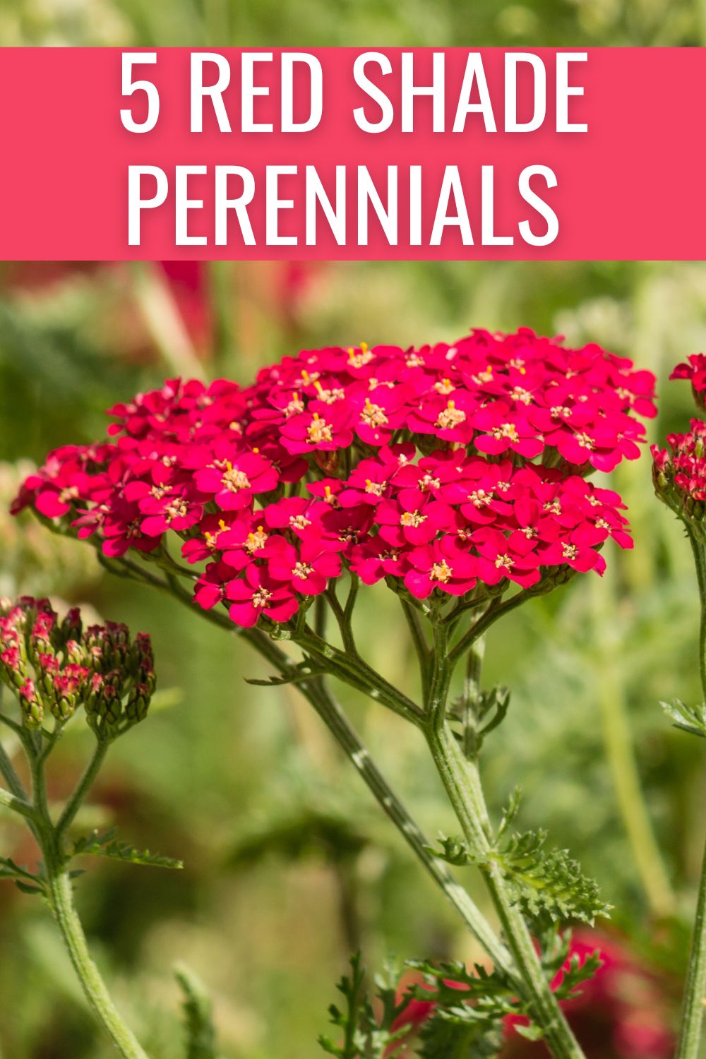 5 Red Shade Perennials For Your Low Light Garden