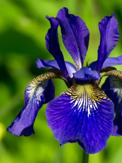 a closeup of a blue Siberian iris flower.