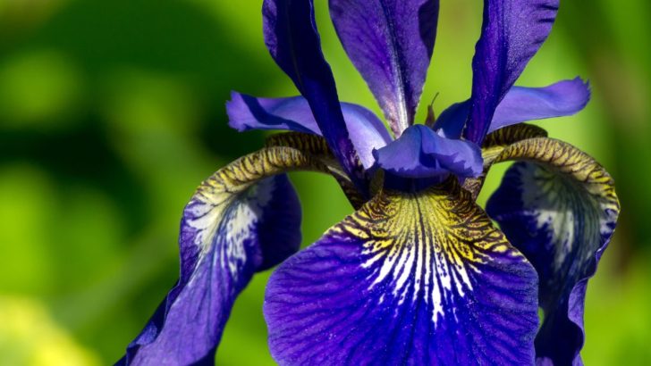 9 Stunning Blue Shade Perennials