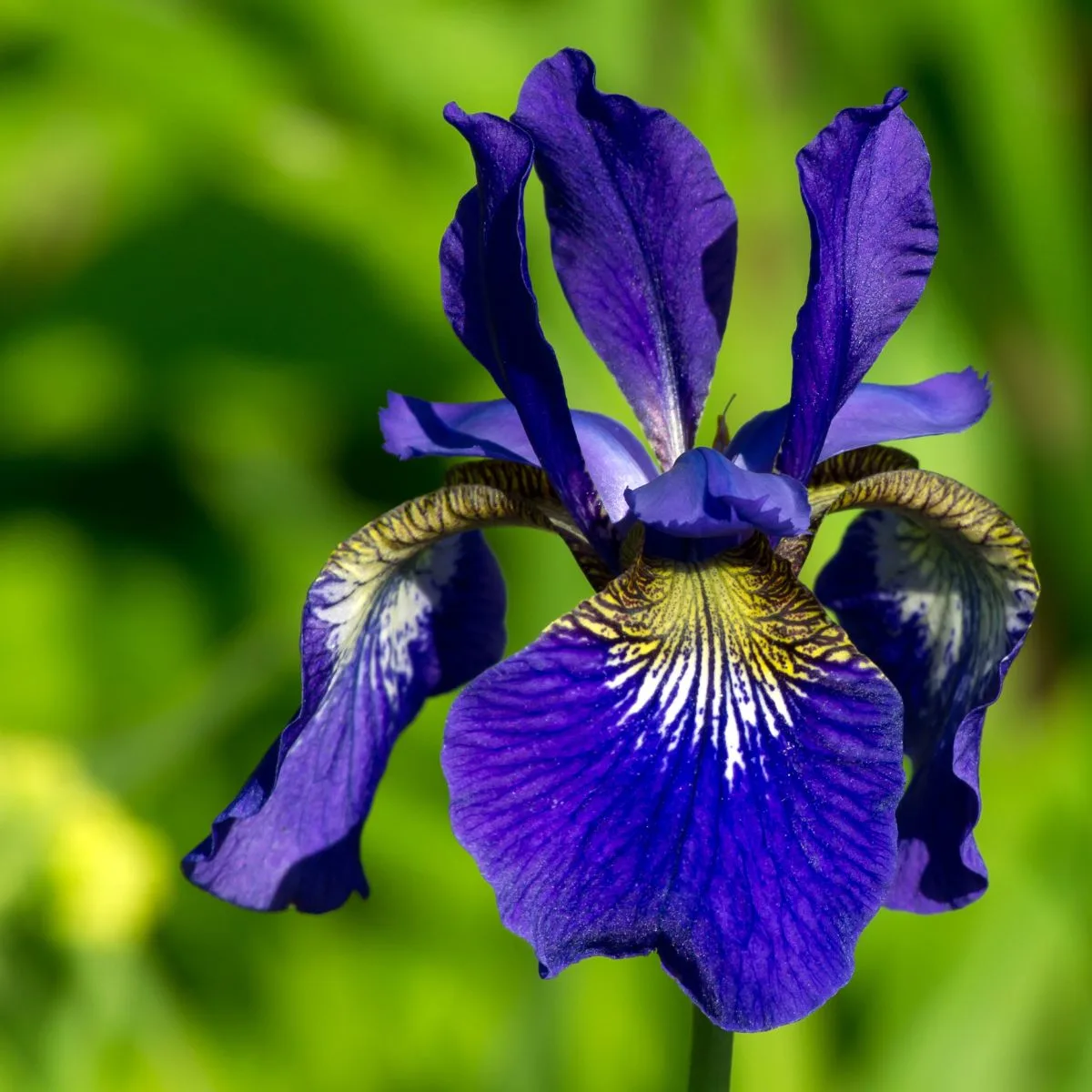 a closeup of a blue Siberian iris flower. 
