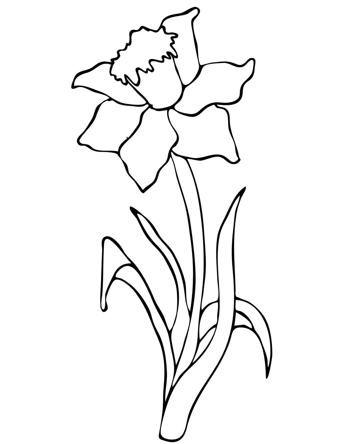 simple daffodil coloring page.