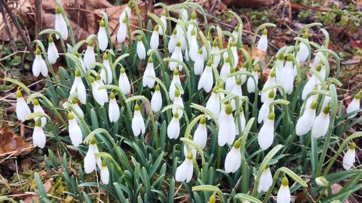 Galanthus nivalis Bulbs (Snowdrops) Flowering Bulbs (10) a bunch of blooming snowdrop flowers.