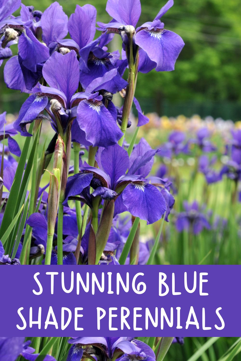 stunning blue shade perennials