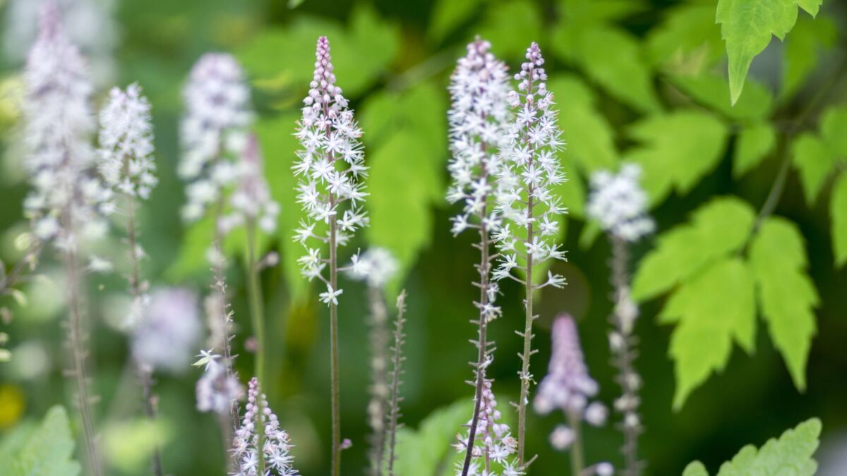 20 Sugar Scoop FOAMFLOWER White Tiarella Trifoliata Laceflower Flower Seeds white tiarella flowers.