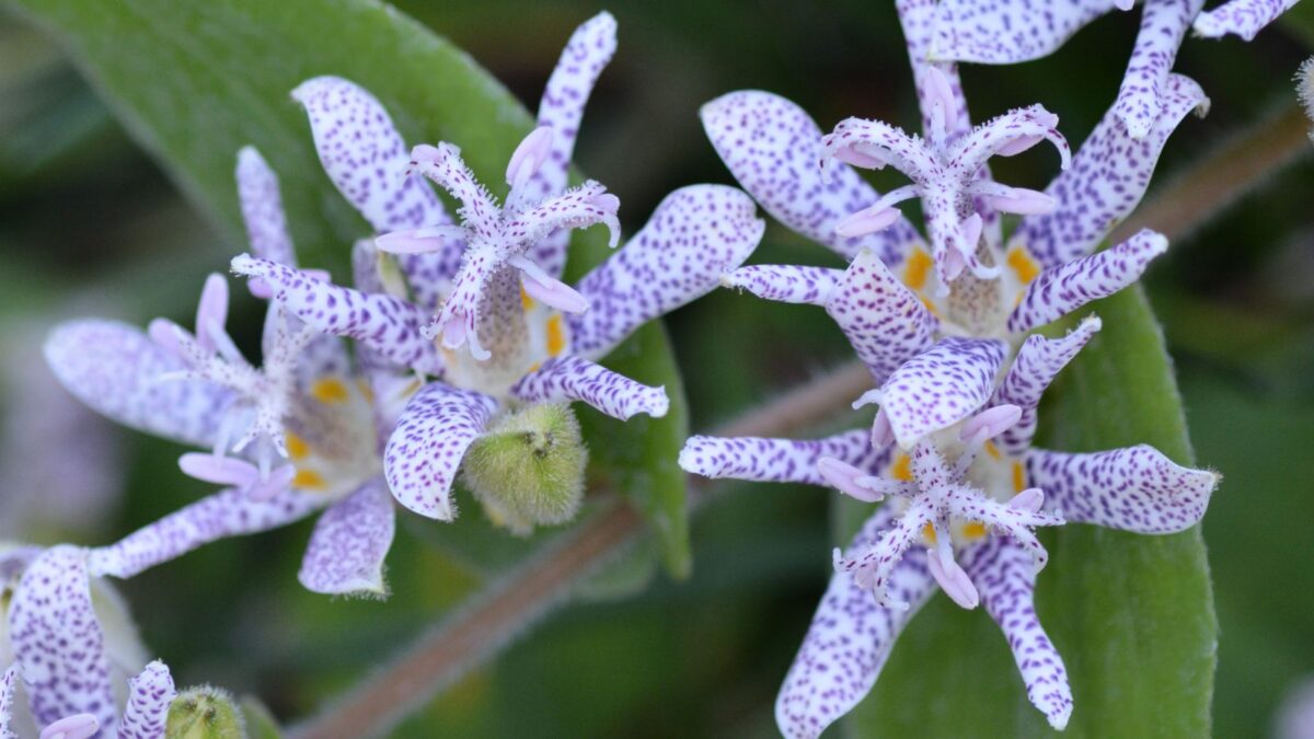 Tricyrtis Japanese Toad Lily Flower Seeds - Shade Perennial jocad (30+ Seeds) toad lilies.