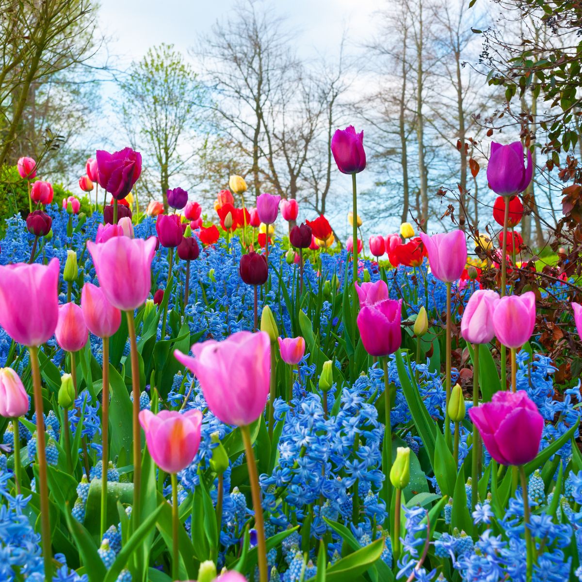 tulips in pink shades, blue hyacinths, and muscari. 