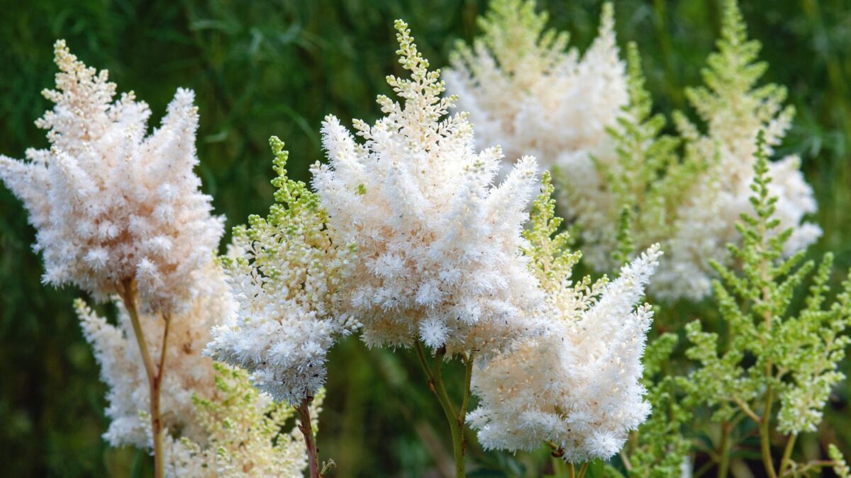 Bridal Veil Astilbe - Shade Perennial - False Spirea - Quart Pot white astilbe flowers.