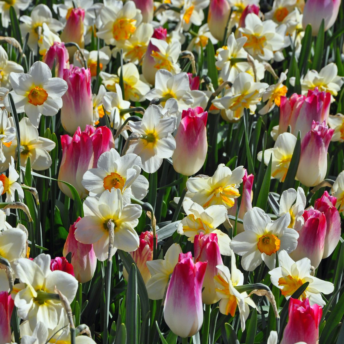 a mass of pale daffodils and faded pink tulips.