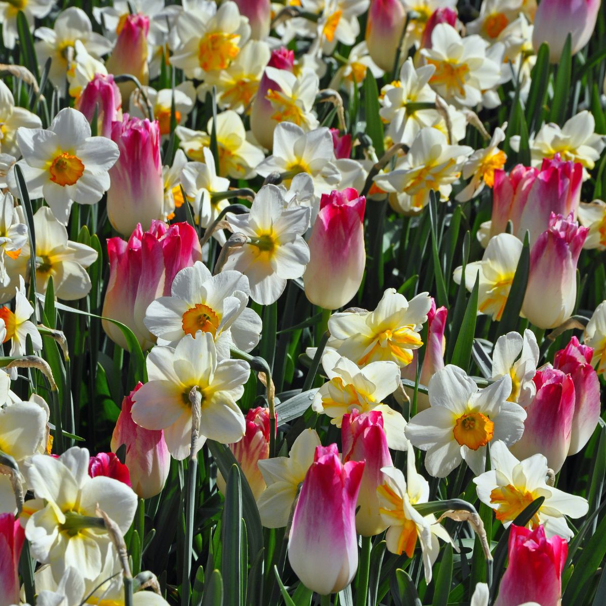   a mass of pale daffodils and faded pink tulips. 