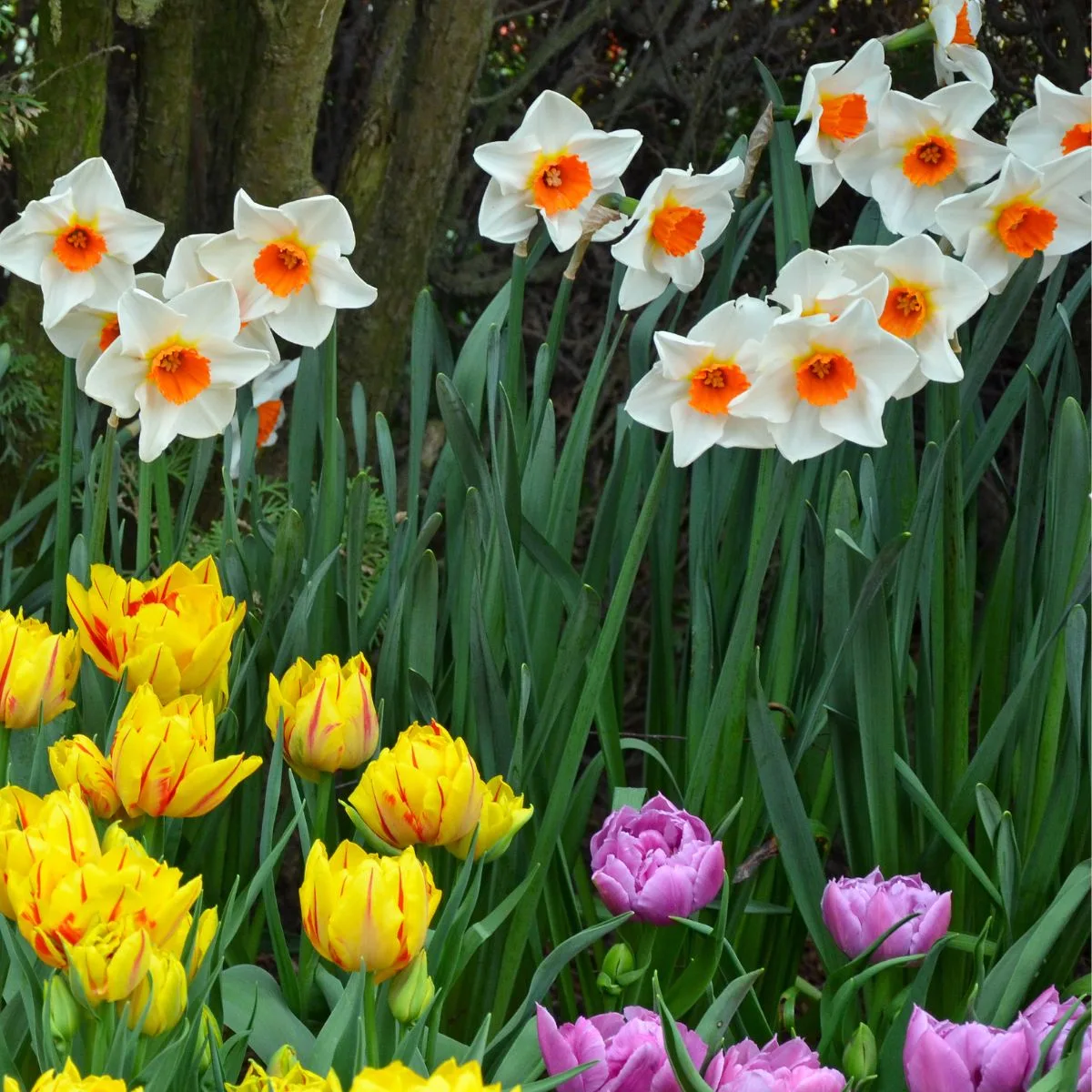 White daffodils with bright orange centers, surrounded by yellow and purple tulips. 