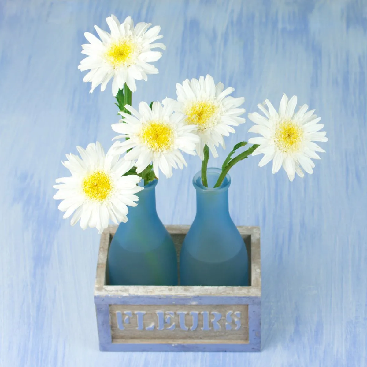 white daisies in blue vases.
