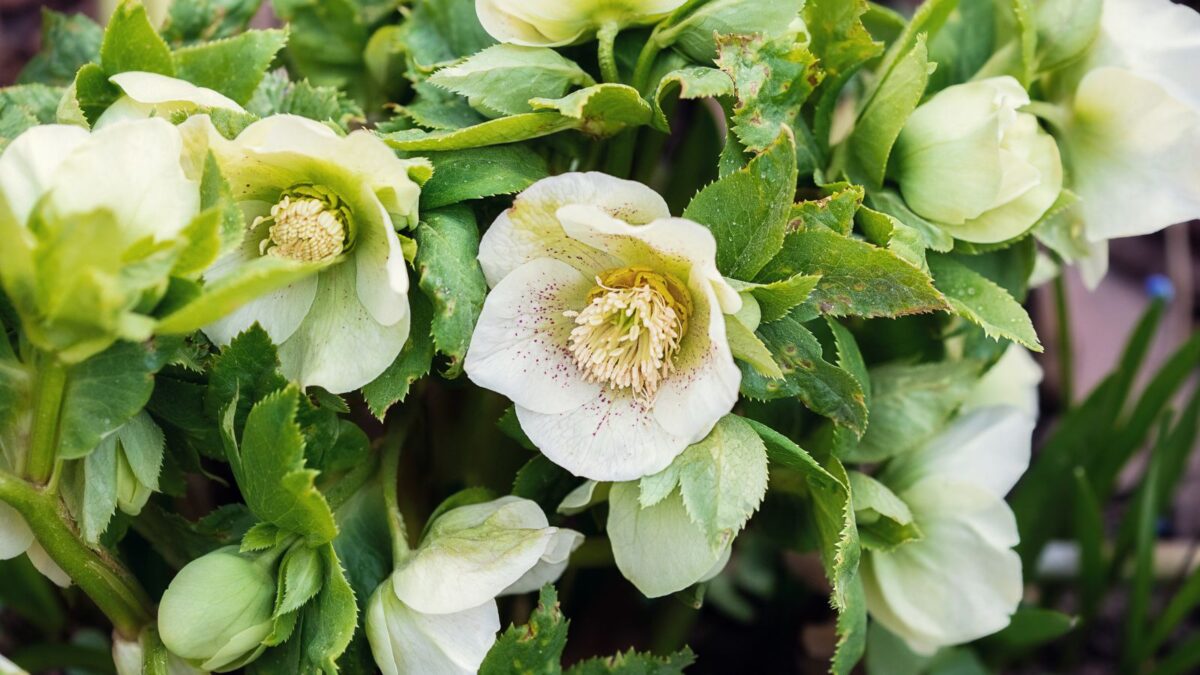 Perennial Farm Marketplace Helleborus x Frostkiss 'Molly's White' (Lenten Rose) Perennial, Size-#1 Container, Cream Flowers white hellebore flowers.