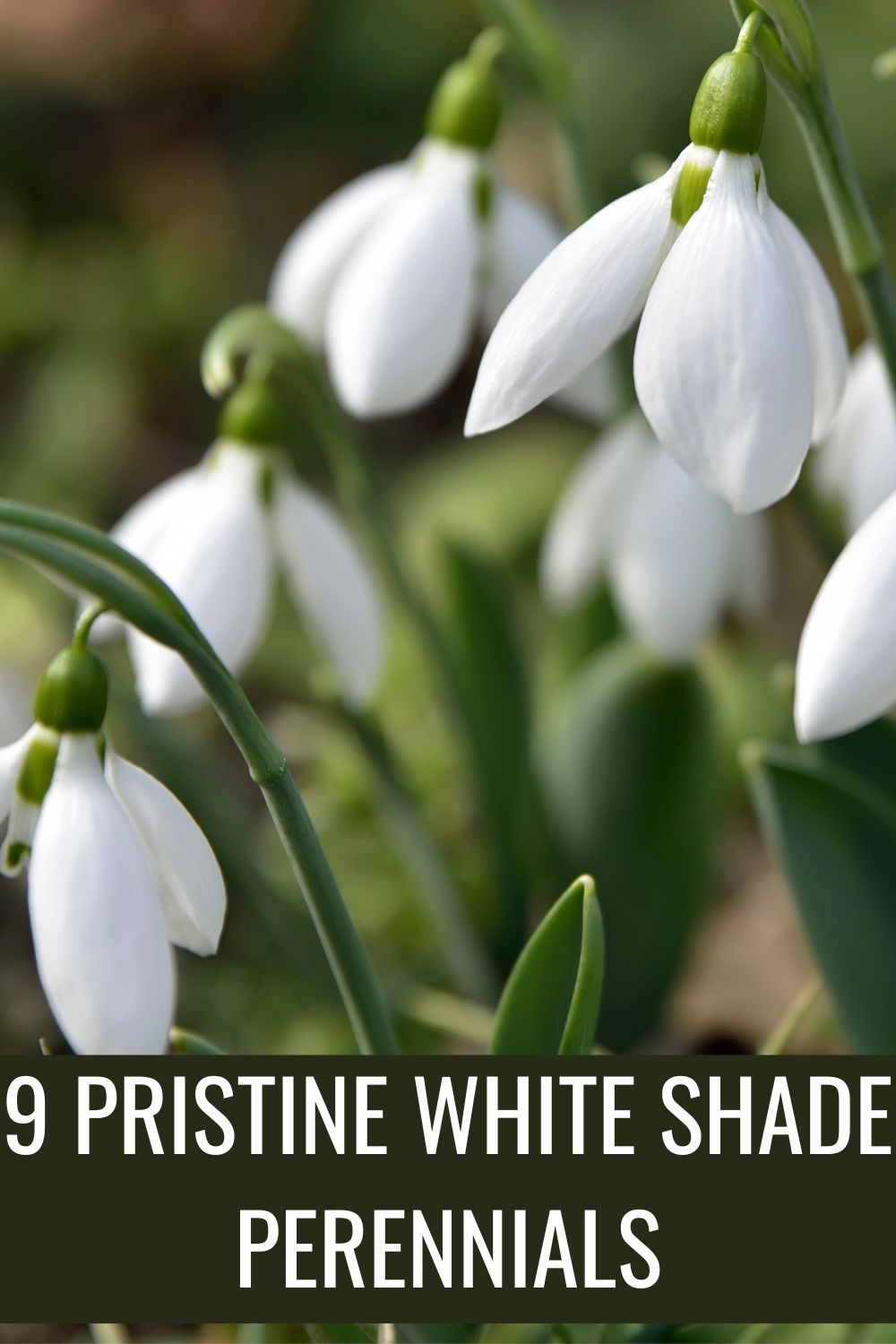 9 pristine white shade perennials. 